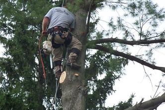 Tree Service, Tree Removal and Land Clearing Michigan